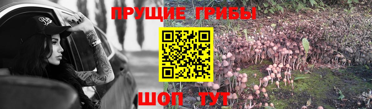 Псилоцибиновые грибы Cubensis  Вход с VPN  Чернушка 